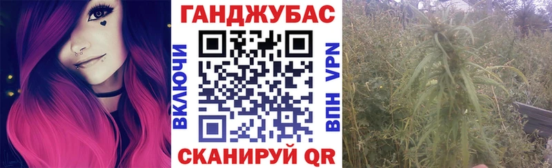 как найти закладки  Сертолово  МАРИХУАНА сатива 